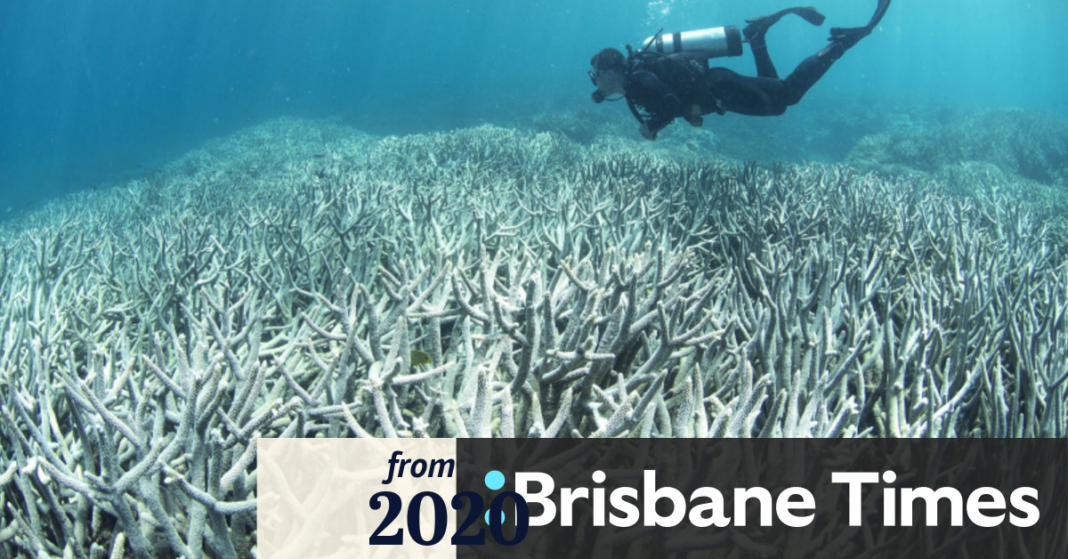 Great Barrier Reef corals begin to bleach amid rising concerns of reef